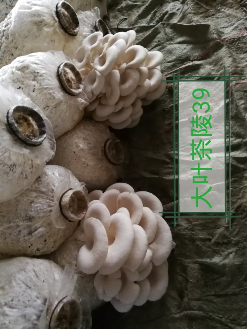 各种平菇菌种（有各种不同颜色和温型的侧耳属品种）