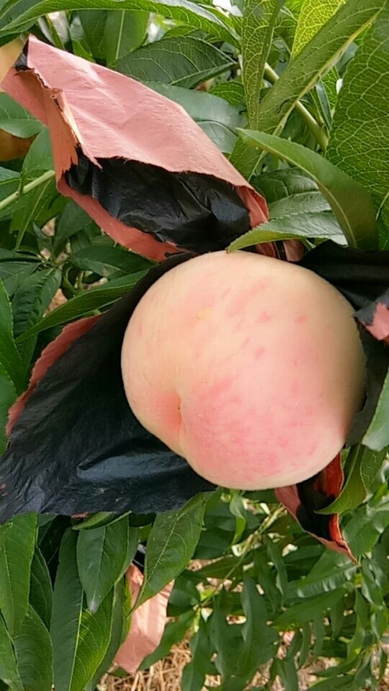 水蜜桃