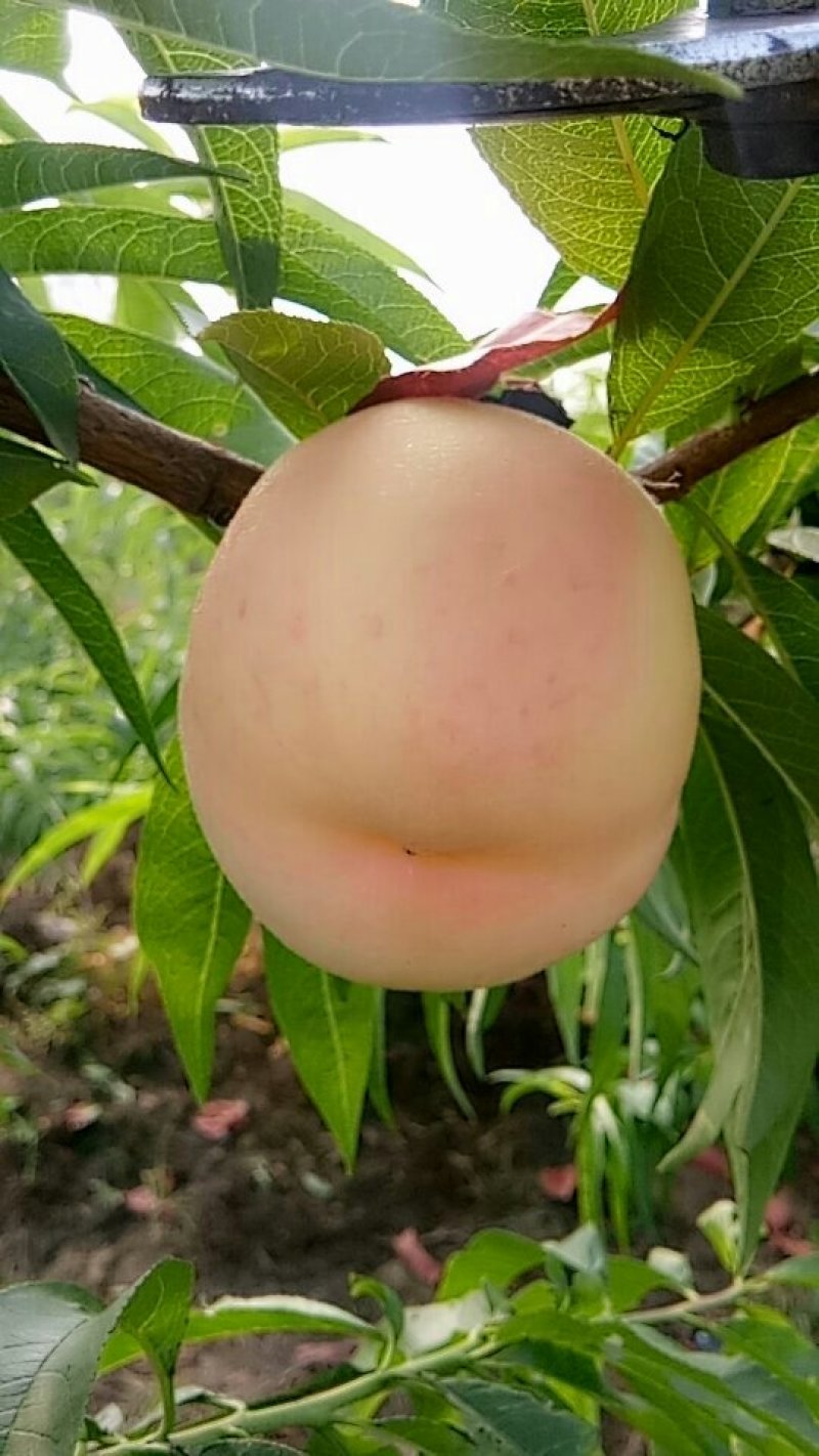 水蜜桃