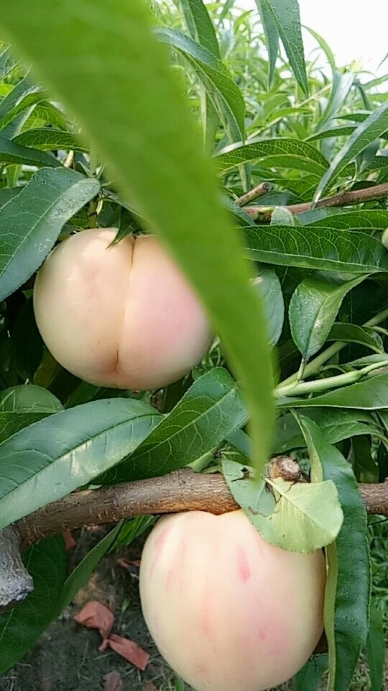 水蜜桃