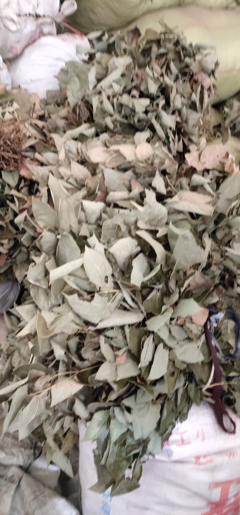 供应淫羊藿，大叶淫羊藿，产地一手货源，大货供应淫羊藿
