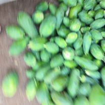 进工厂青木瓜（徐闻县特产）