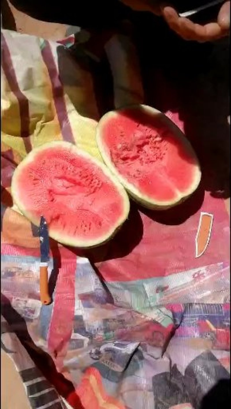 宁夏香山石头瓜。石头缝里蹦出来的硒砂瓜！
