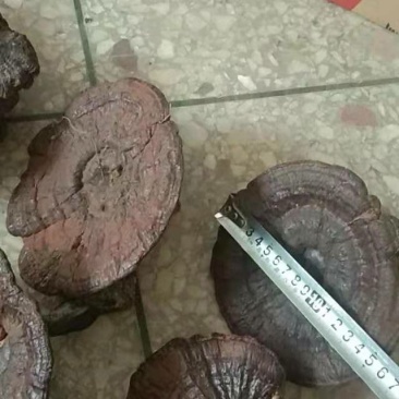 野生黑灵芝