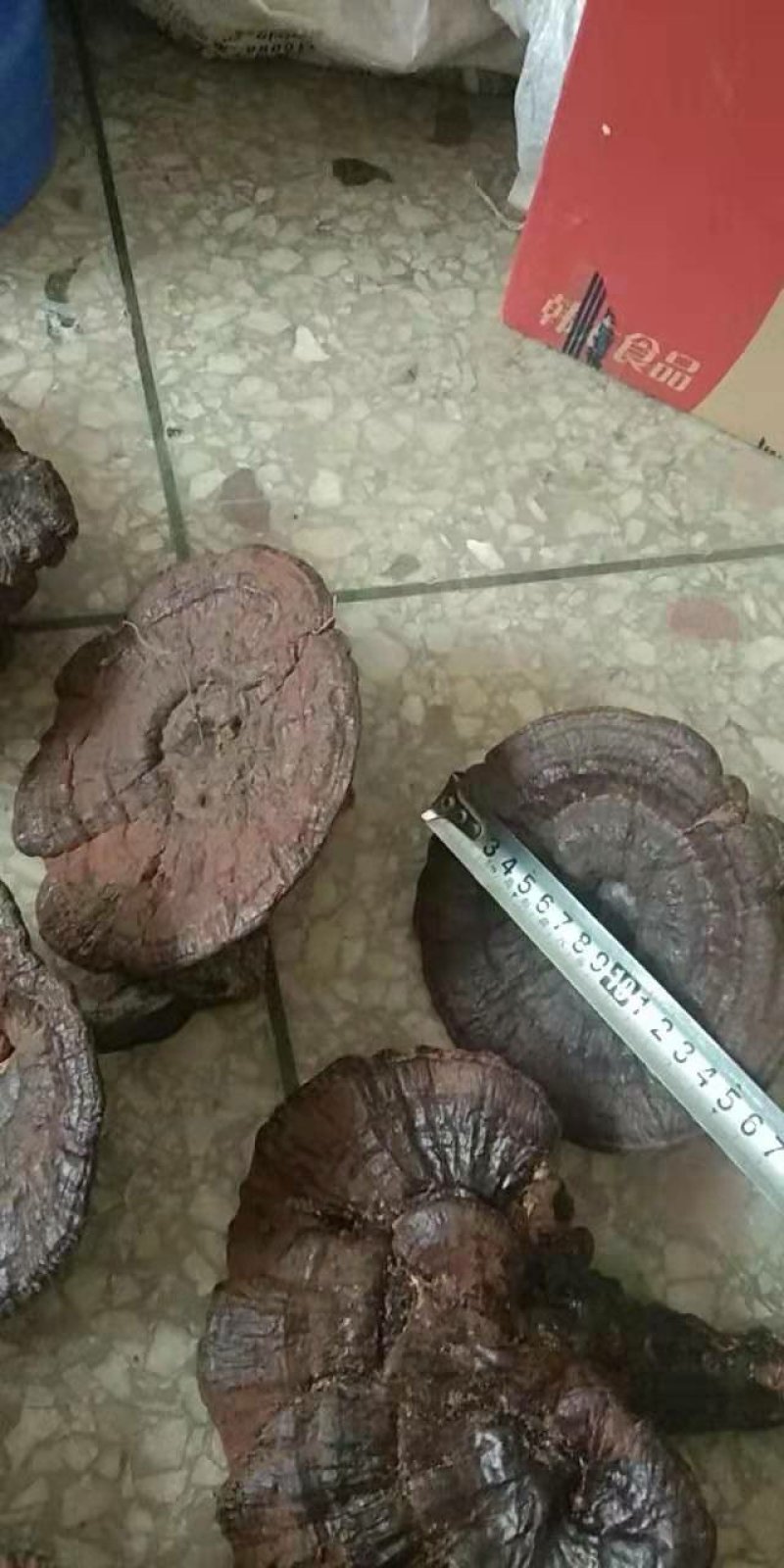 野生黑灵芝