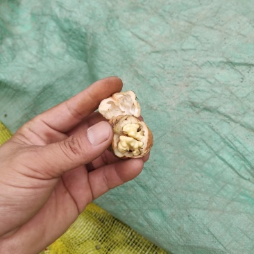 45以上青皮核桃