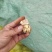 45以上青皮核桃