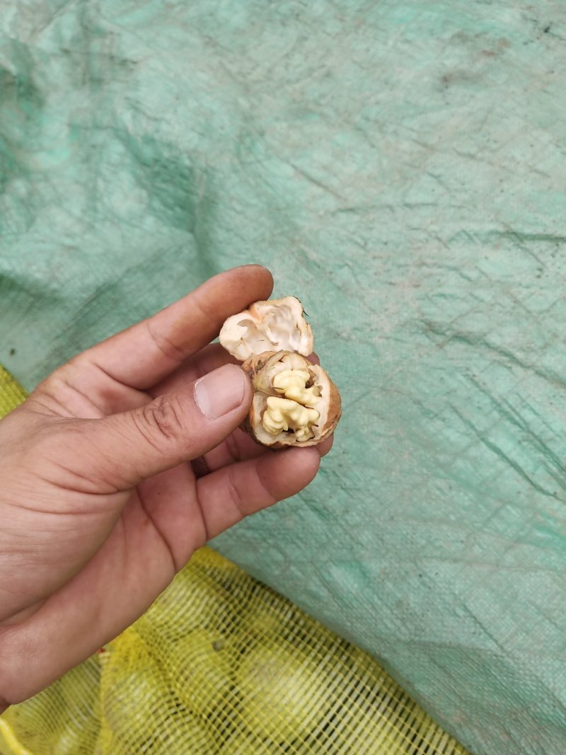 45以上青皮核桃