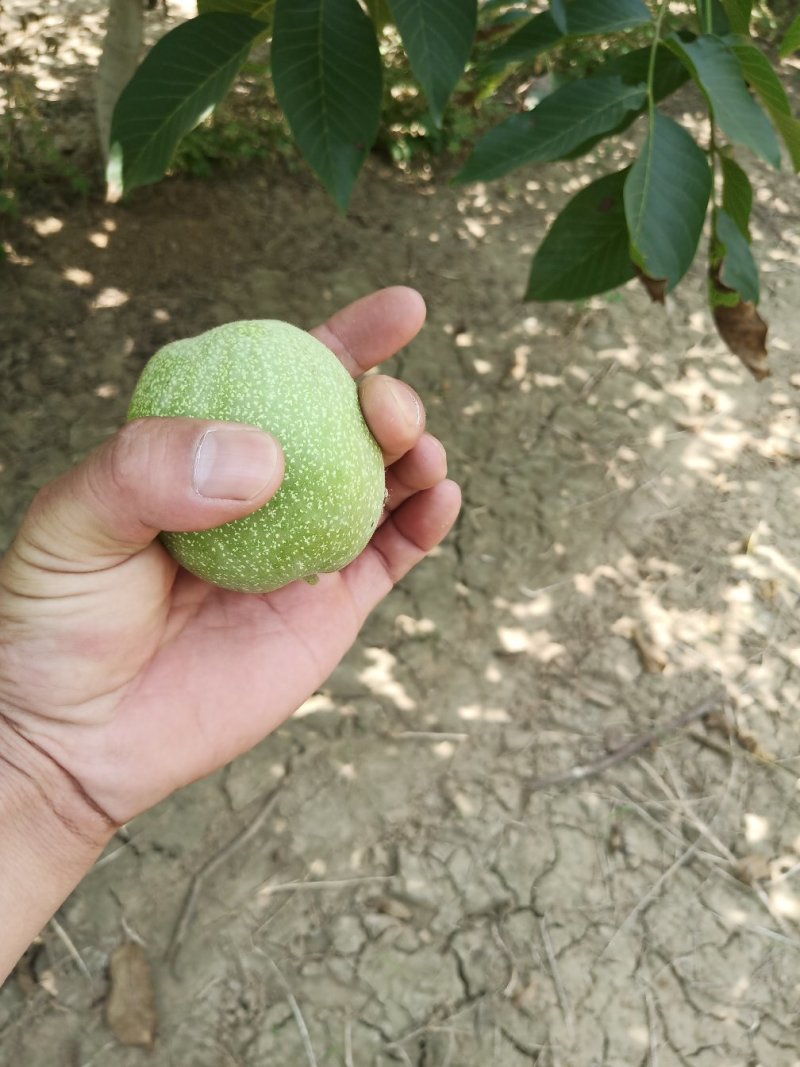 45以上青皮核桃