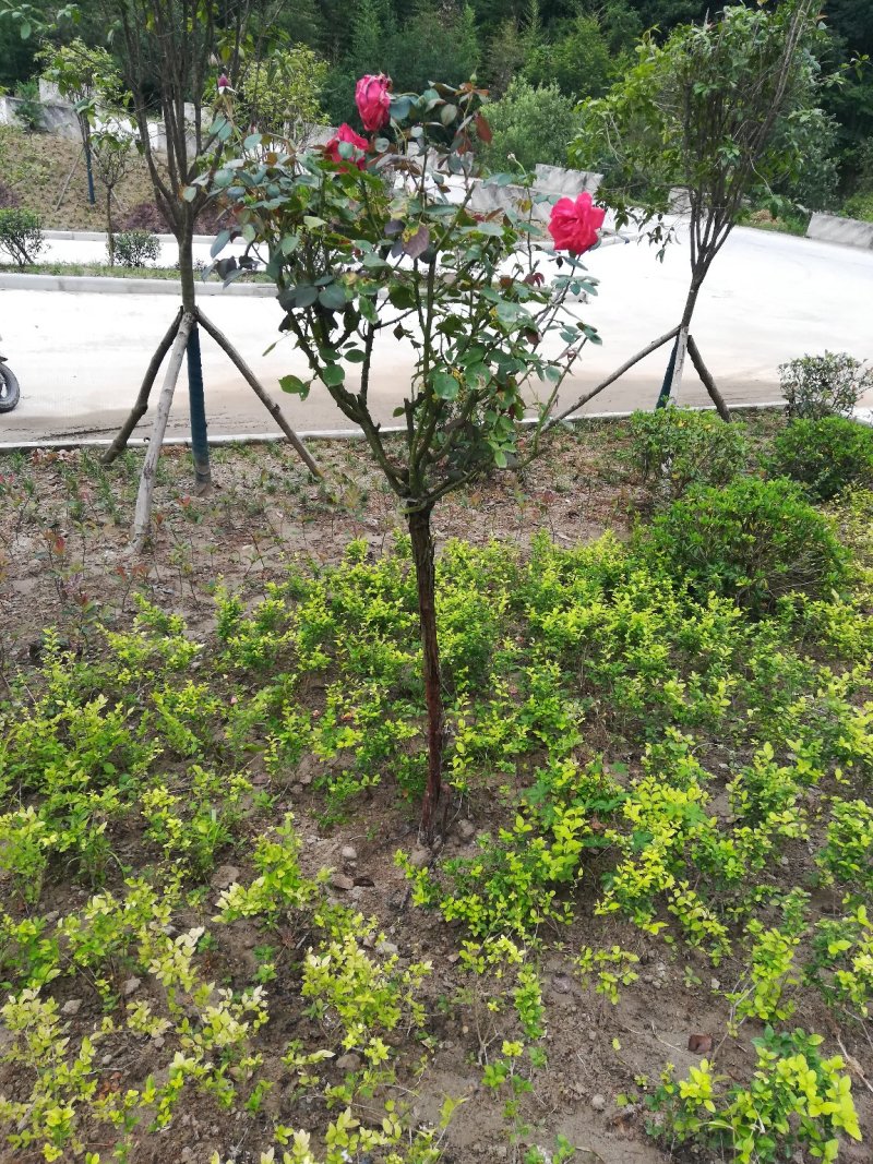 树月季，月季桩，大月季花桩