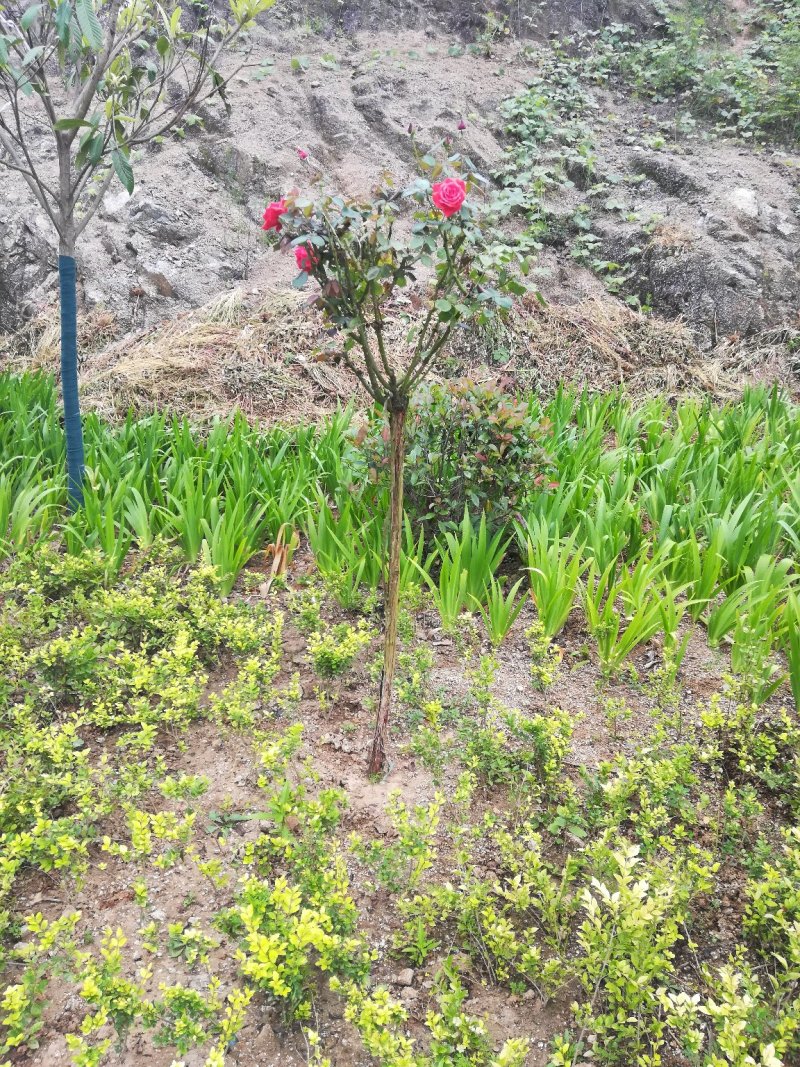 树月季，月季桩，大月季花桩