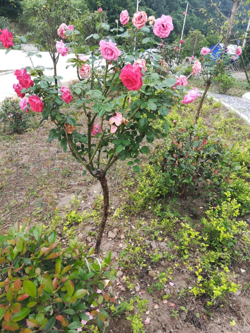 树月季，月季桩，大月季花桩