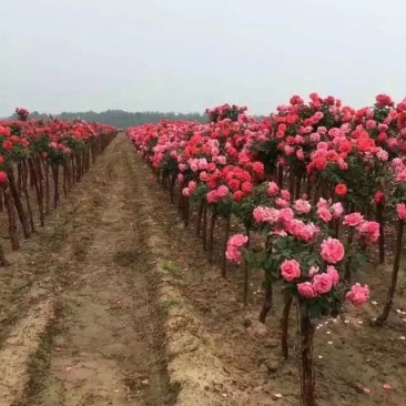 树月季，月季桩，大月季花桩