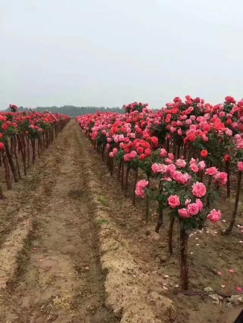 树月季，月季桩，大月季花桩