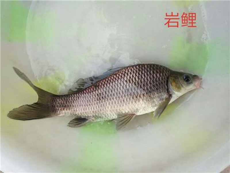 岩鲤鱼苗欢迎下单咨询岩鲤鱼苗欢迎下单咨询