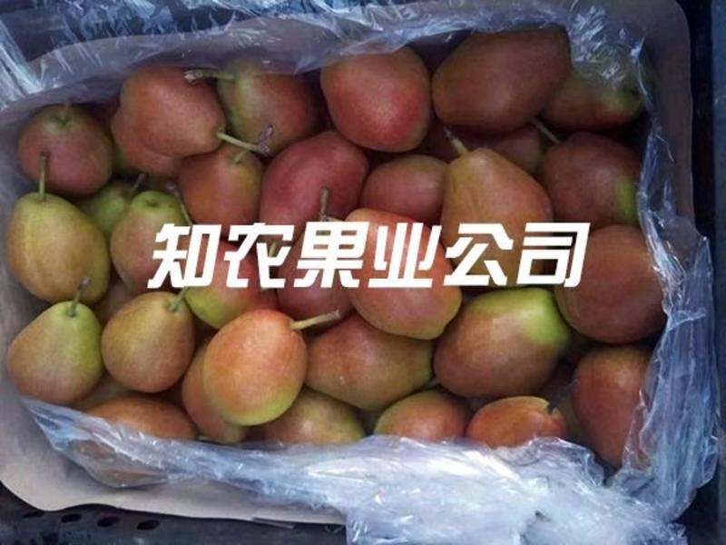 【精选】优质红香酥梨陕西蒲城基地直供皮薄肉脆汁多