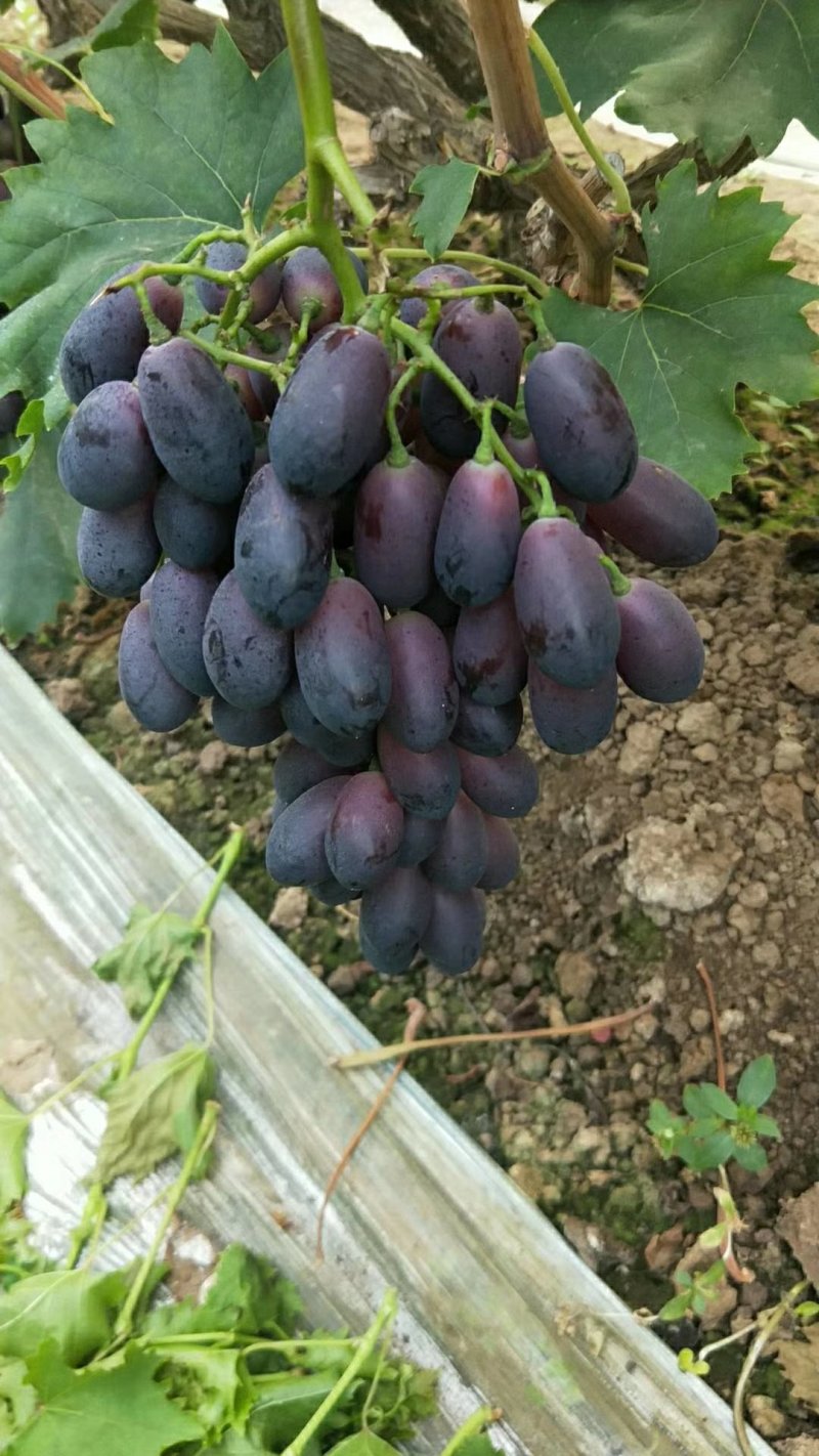 大量供应A09a09葡萄紫脆无核