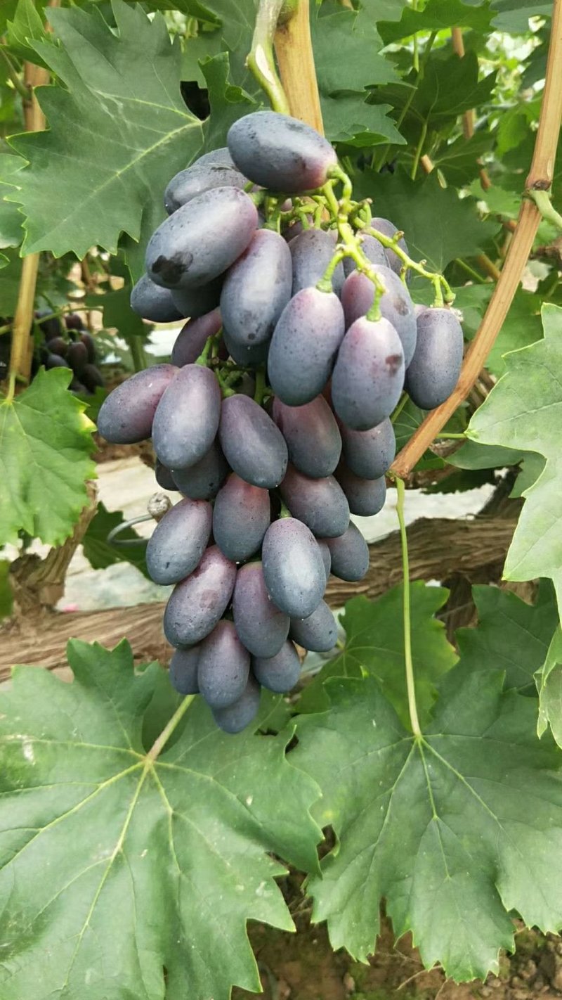 大量供应A09a09葡萄紫脆无核
