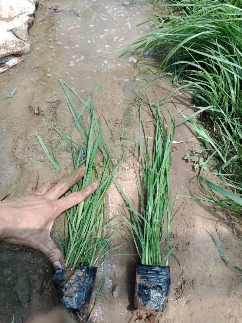 紫穗狼尾草优质狼尾草欢迎实地看货量大优惠