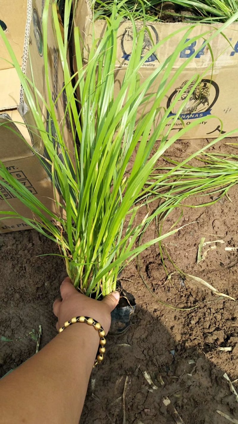 紫穗狼尾草优质狼尾草欢迎实地看货量大优惠
