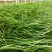 紫穗狼尾草优质狼尾草欢迎实地看货量大优惠