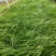紫穗狼尾草优质狼尾草欢迎实地看货量大优惠