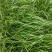 紫穗狼尾草优质狼尾草欢迎实地看货量大优惠