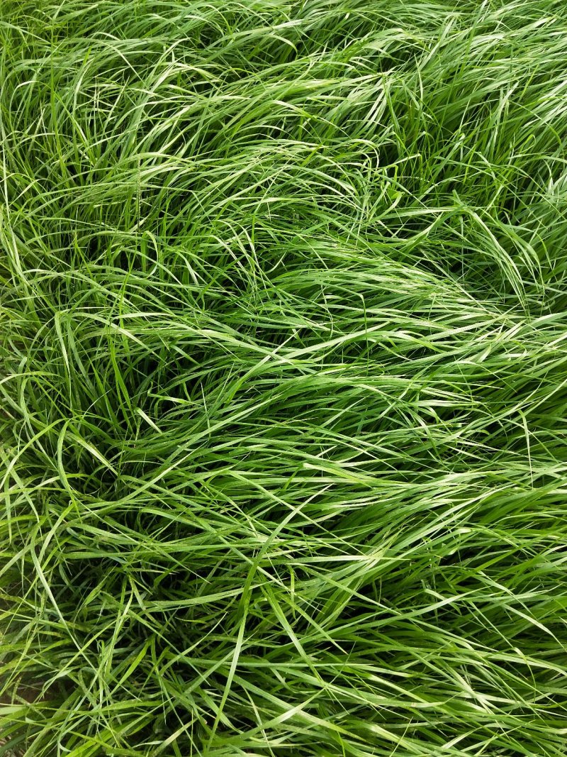 紫穗狼尾草优质狼尾草欢迎实地看货量大优惠