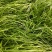 紫穗狼尾草优质狼尾草欢迎实地看货量大优惠
