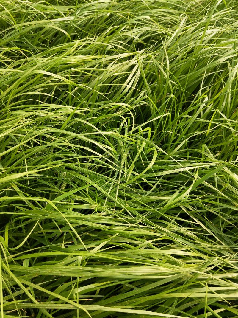 紫穗狼尾草优质狼尾草欢迎实地看货量大优惠