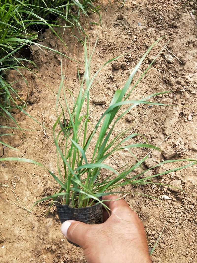 紫穗狼尾草优质狼尾草欢迎实地看货量大优惠