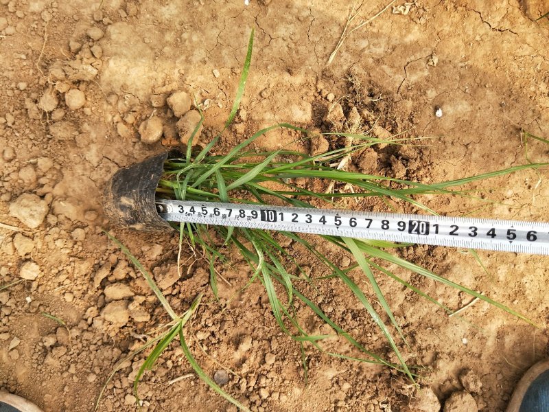 紫穗狼尾草优质狼尾草欢迎实地看货量大优惠