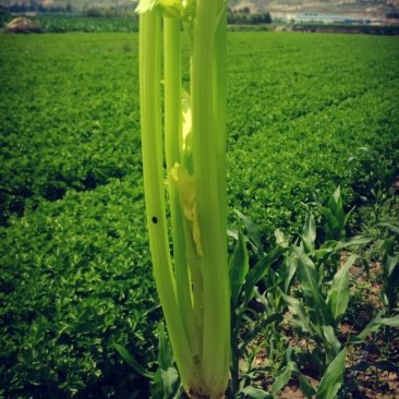 芹菜大量上市要的客户联系我