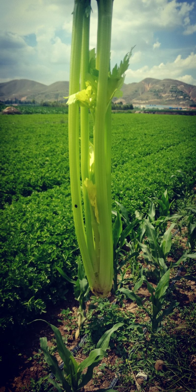 芹菜大量上市要的客户联系我