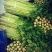 芹菜大量上市要的客户联系我