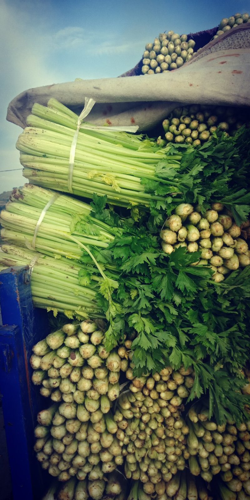 芹菜大量上市要的客户联系我