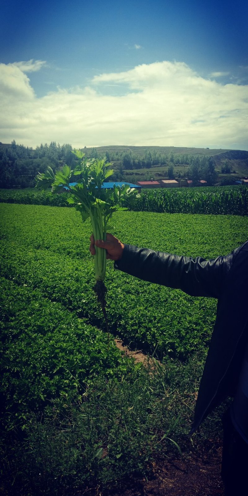 芹菜大量上市要的客户联系我