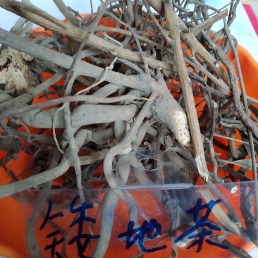 矮地茶