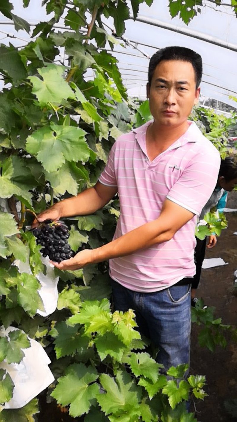 甜蜜蓝宝石葡萄苗，保证品种，提供种植技术