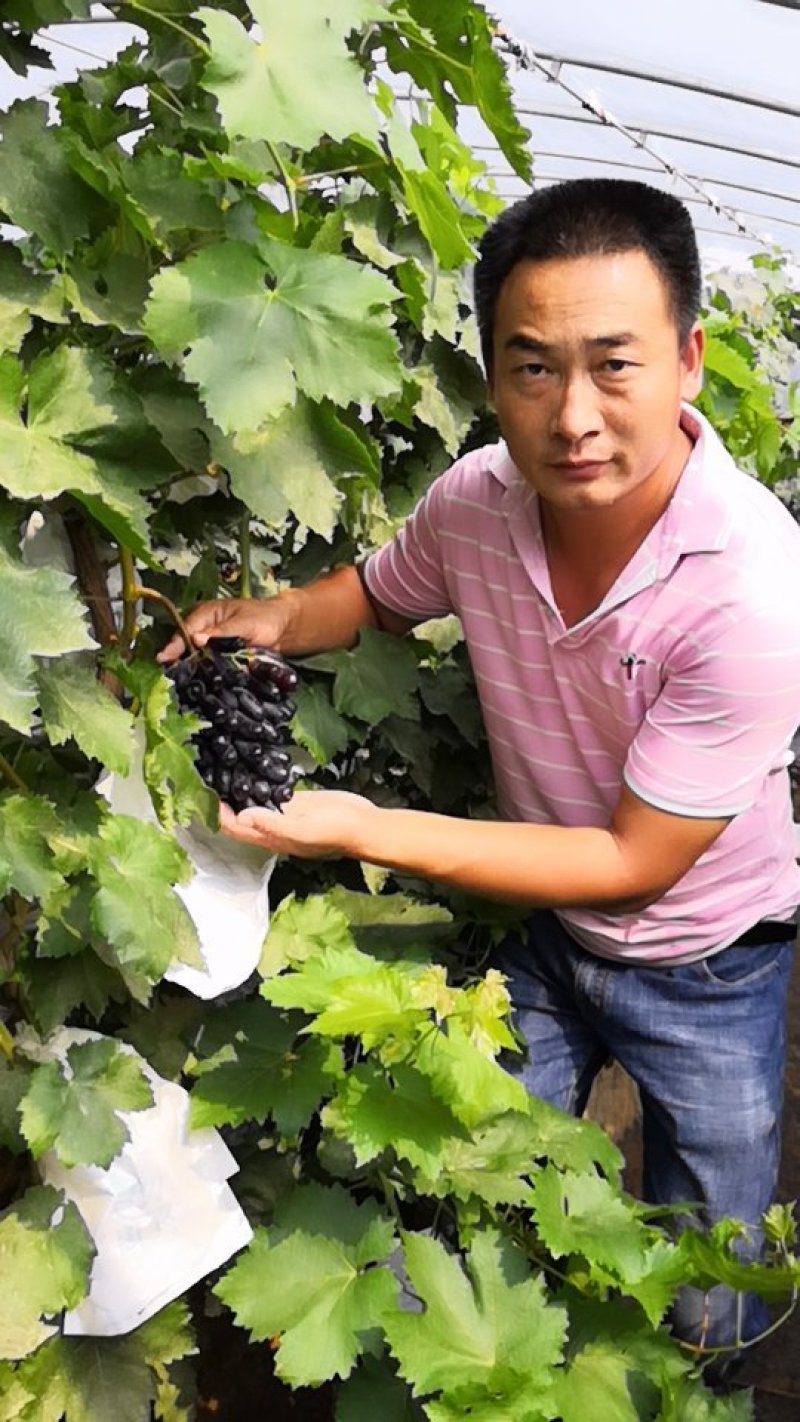甜蜜蓝宝石葡萄苗，保证品种，提供种植技术
