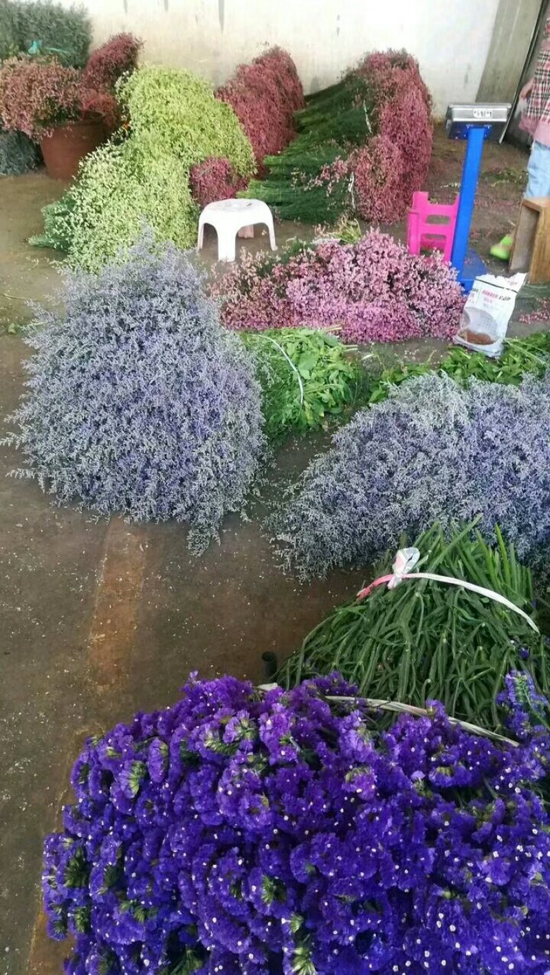 情人草