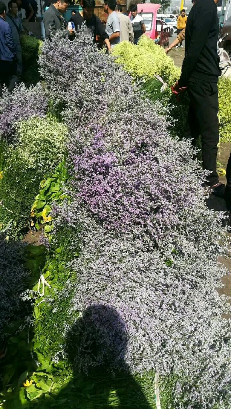 情人草