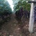 万亩精品夏黑葡萄精品货量充足量大货好，甜度高，颗粒大