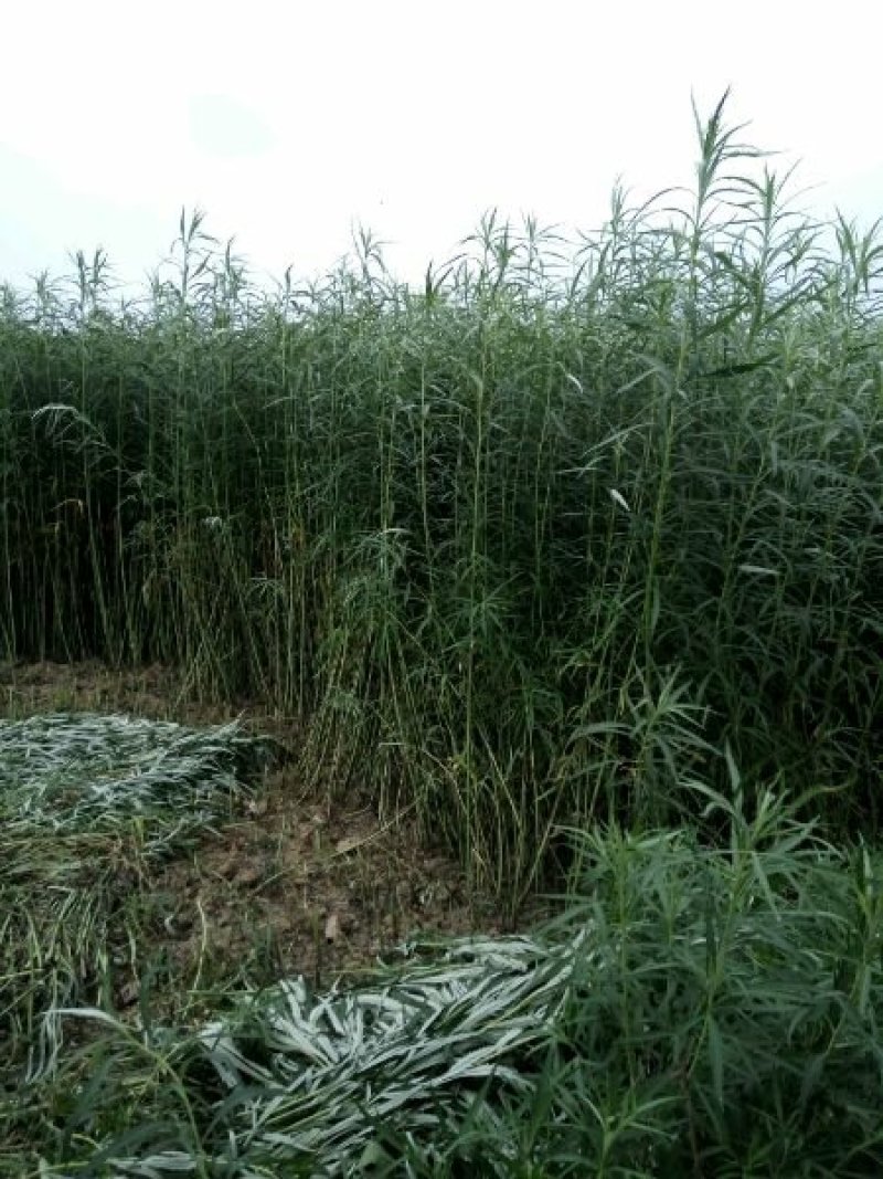 种苗