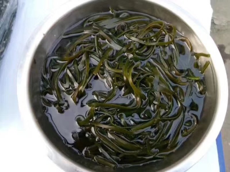 海南养生海带丝可视频看货上门提货