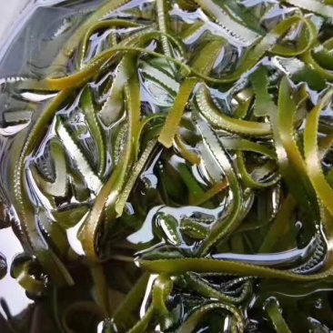 海南养生海带丝可视频看货上门提货