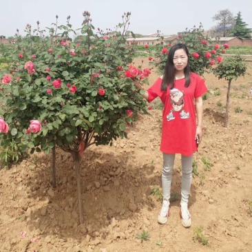 独干月季。大花月季，一到五公分独干！四季开花！洛阳牡丹