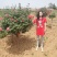 独干月季。大花月季，一到五公分独干！四季开花！洛阳牡丹