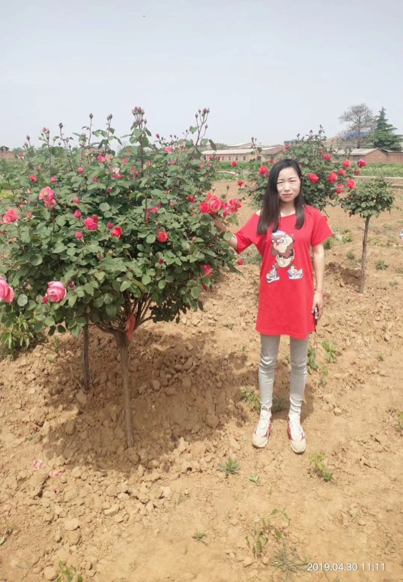 独干月季。大花月季，一到五公分独干！四季开花！洛阳牡丹