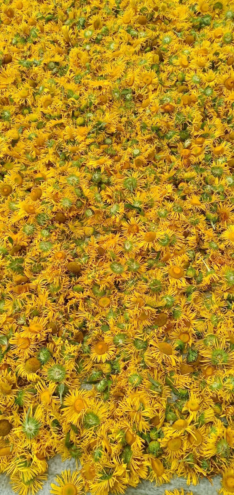 野菊花